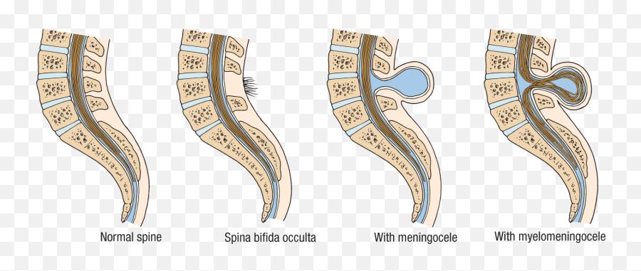 The Nervous System Springer Publishing - Language Emoji,Emotions Influecne Autonomic Resctions Primarlt Fhrough Thevintsgration In The