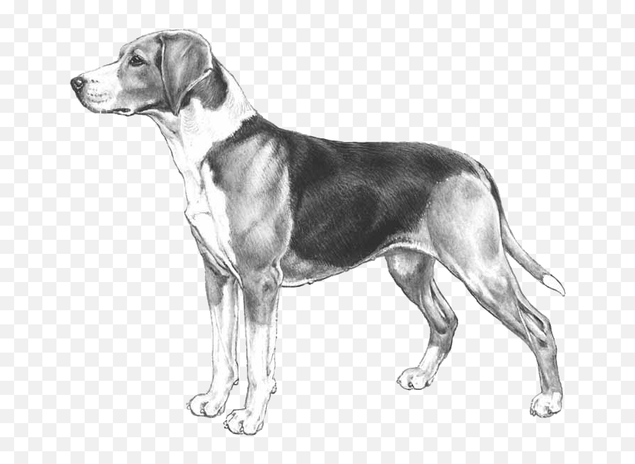 Hamilton Hound - Pedigreed Breeds Dogwellnetcom Hound Drawing Emoji,Fox And Hare Emoji