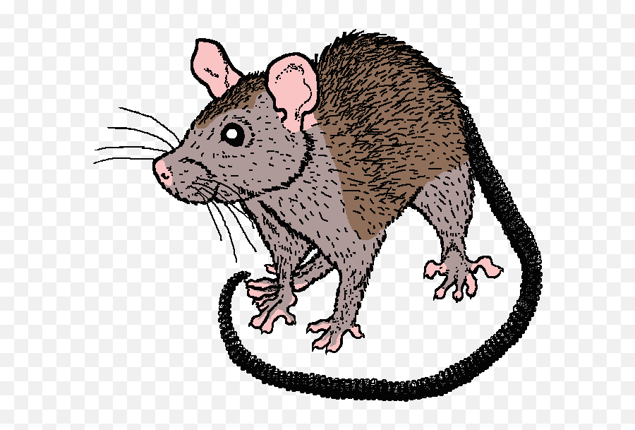 Mouse Rat Clipart - Clip Art Library Rat Cartoon Emoji,69 Rat Emoji