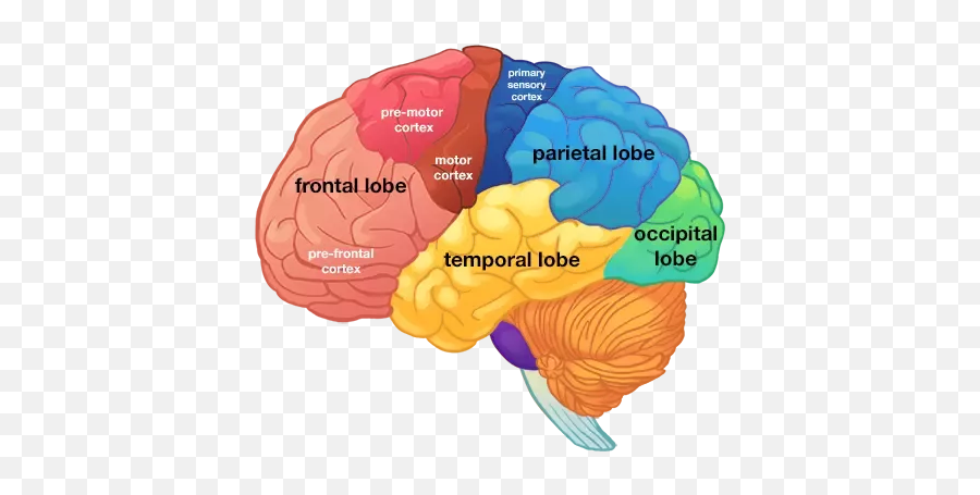 Eyes And The Occipital Lobe - Lobes Of The Brain Emoji,Meningioma Affects Areas Of Brain Right Occipital Emotions