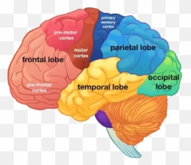 Eyes And The Occipital Lobe - Lobes Of The Brain Emoji,Meningioma Affects Areas Of Brain Right Occipital Emotions