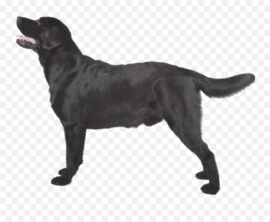 Labrador Retriever Png Images - Black Labrador Png Emoji,Emojis Lab Pups