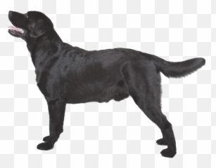 Labrador Retriever Png Images - Black Labrador Png Emoji,Emojis Lab Pups