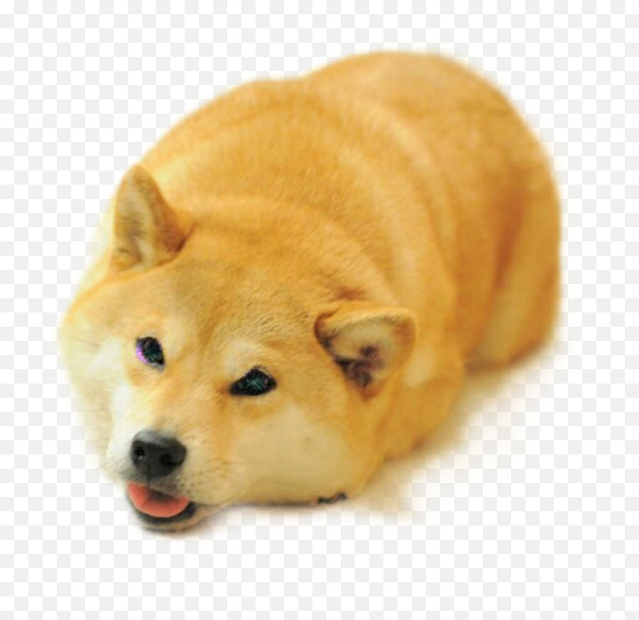 Download Doge Sticker - Funny Shiba Inu Face Png Image With Emoji,Doge Emoticon Alpha Background