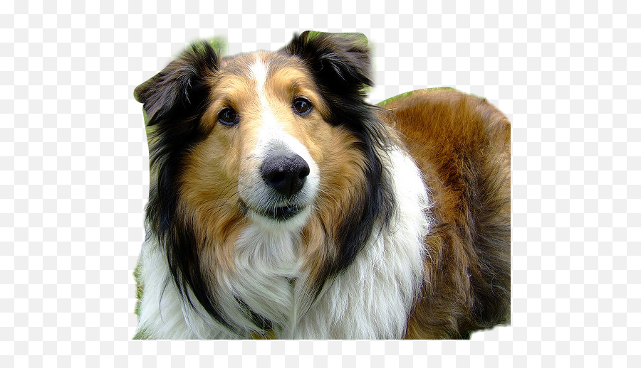 Collie Sticker - Northern Breed Group Emoji,Collie Emoji