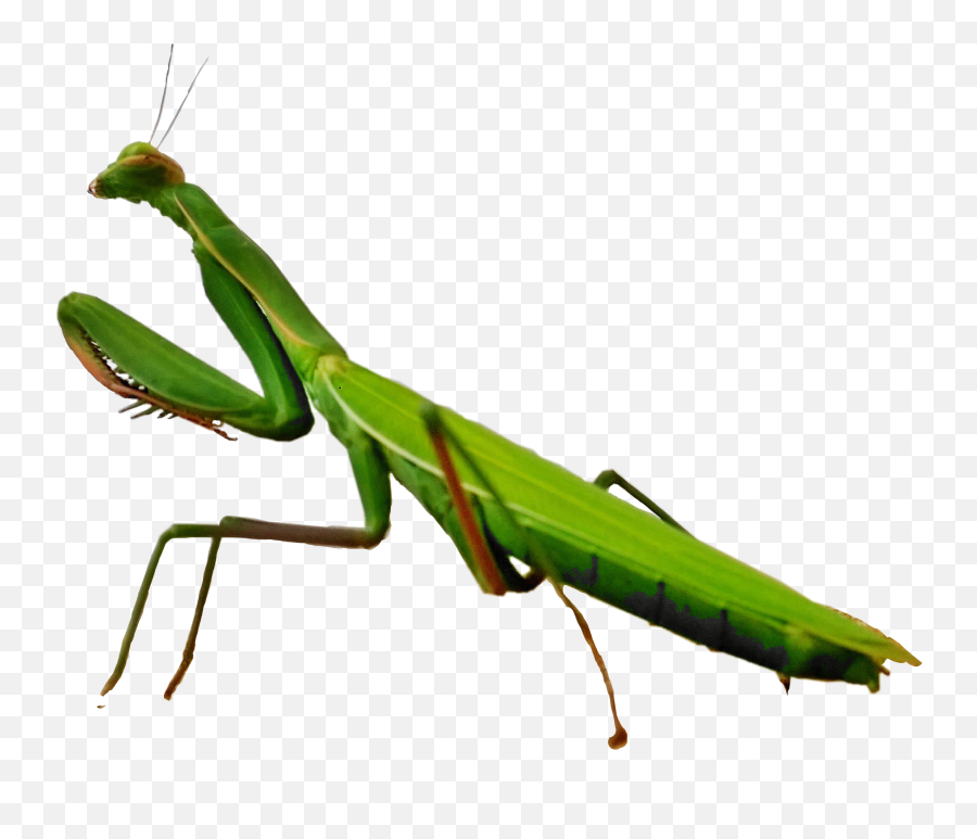 Scinsects Insects Mantis Sticker - European Mantis Emoji,Mantis Emoji