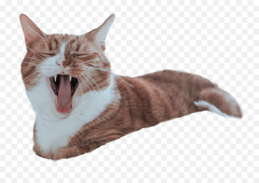 Cat Kitty Yawn Sticker By Sarah Mcelroy - Cat Emoji,Screaming Cat Emoji