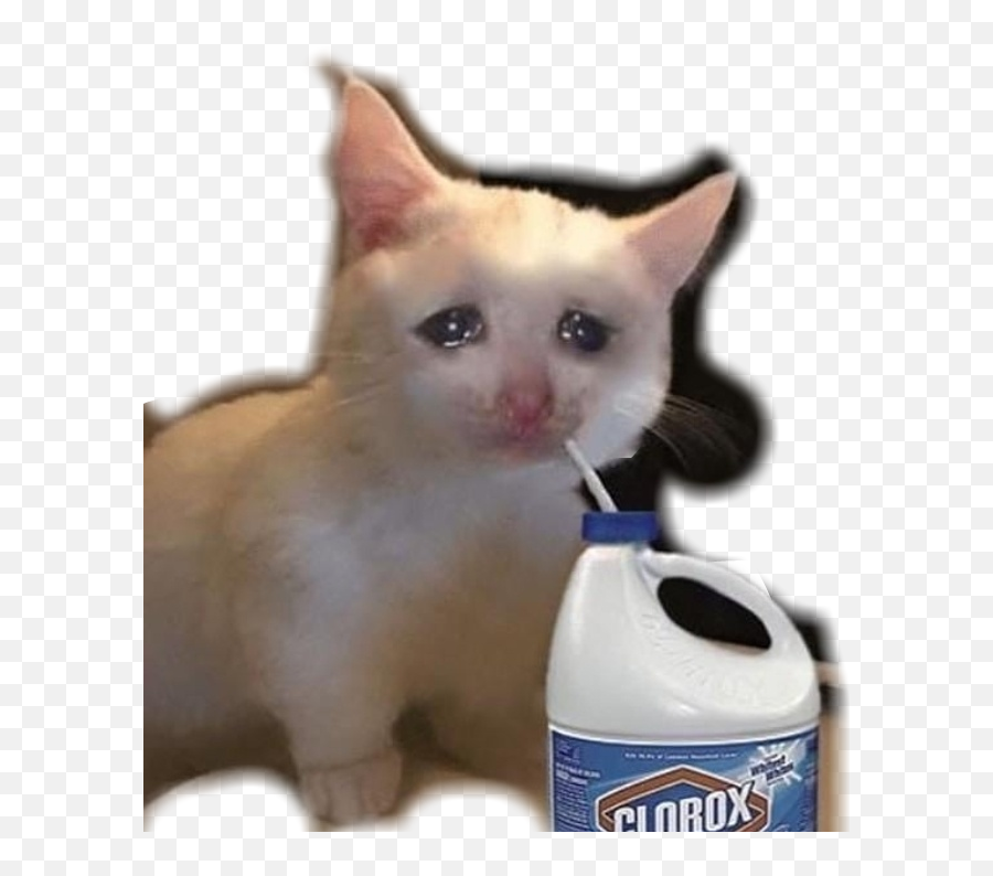 Small Sad Cat Meme Itu0027s Meme Cats - Sad Cat Meme Emoji,Sad Cat Emoji