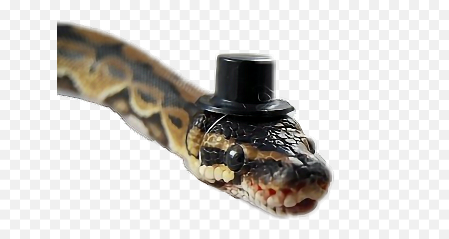 Snake Cute Ballpython Hat Sticker - Snakes Wearing Tiny Hats Emoji,Emoji Ball Python