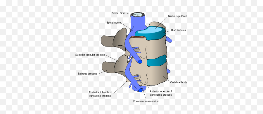 Low Back Pain - Wikiwand Metaphysis Of Vertebral Body Emoji,What Emotion Is Connected To Lower Back Pain