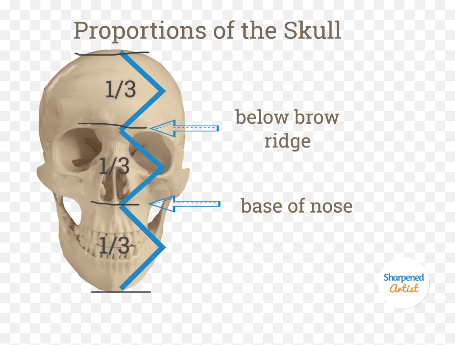 Blog U2014 Sharpened Artist - Anatomy Skull Head Proportion Guide Emoji,How To Show Emotion Above People's Heads When Drawing Cartoons