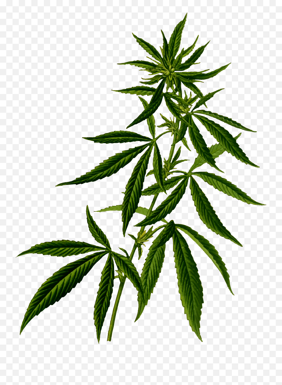 Decriminalizing Marijuana Prop 207 - Marijuana Plant Clipart Emoji,Whats The Emoticon For Weed