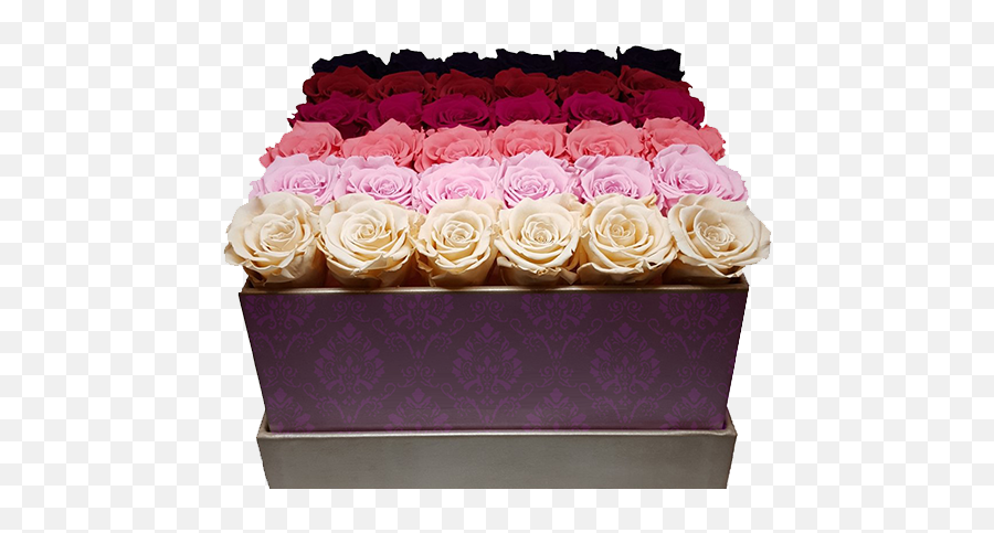 Splendid Roses Inernational Long Lasting Flowers Provider - Garden Roses Emoji,What Does 3 Roses Mean Emojis