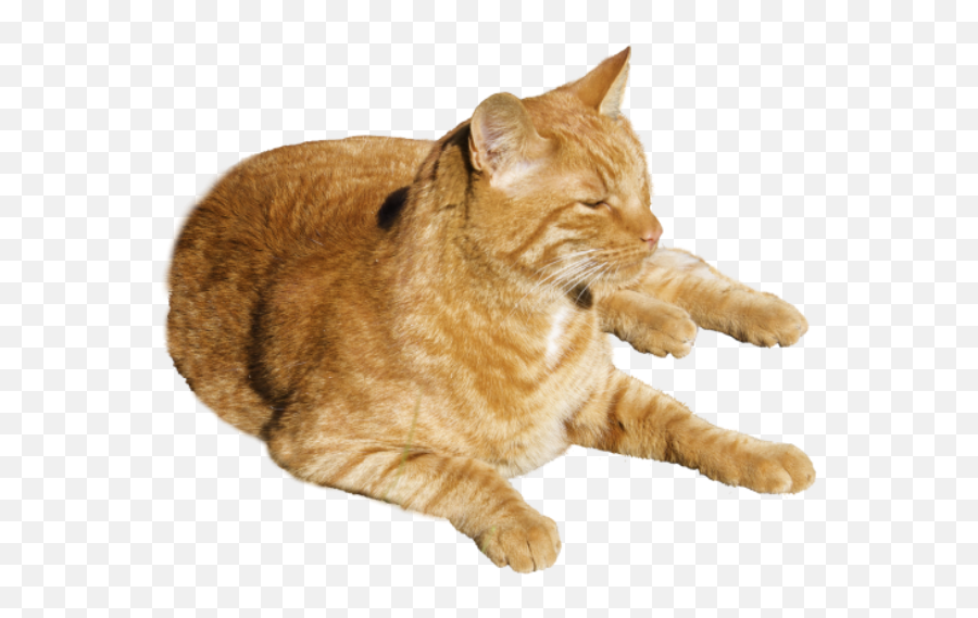 Sleeping Cat Png Images Full Hd - 2021 Full Hd Emoji,Cat Walking Emoji