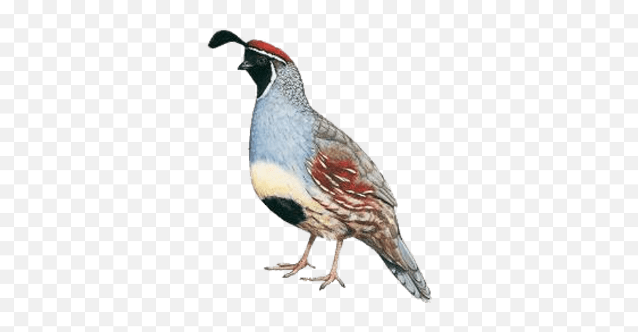 Bird Quail Sticker - Quail Png Emoji,Quail Emoji