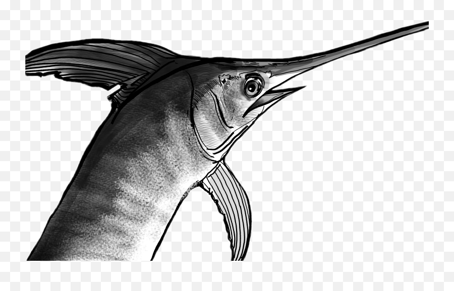 Swordfish Drawing Sketch Fish Sticker - Swordfish Emoji,Swordfish Emoji