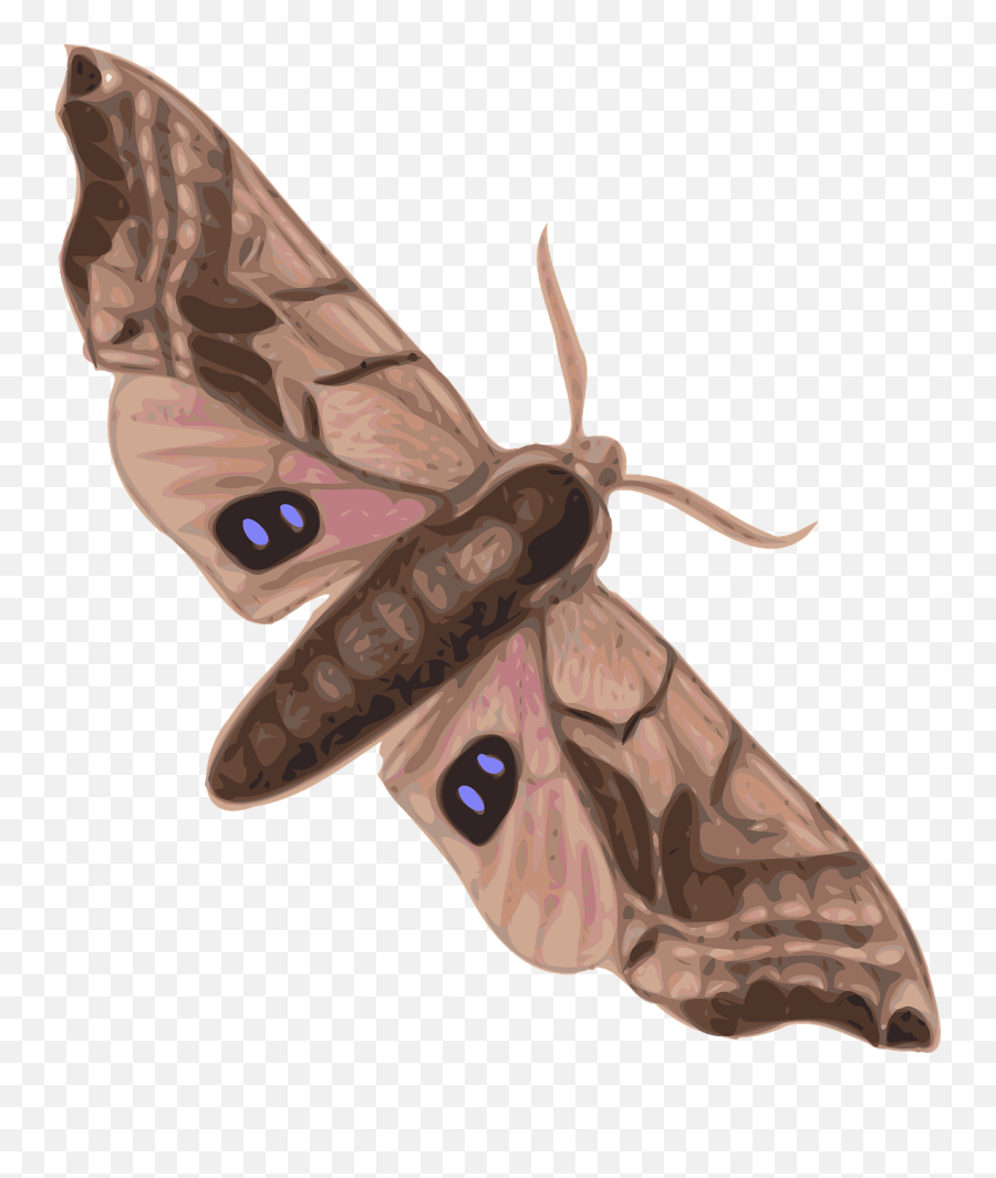 Moth Clipart Svg Moth Svg Transparent - Moth Clipart Emoji,Moth Emoji