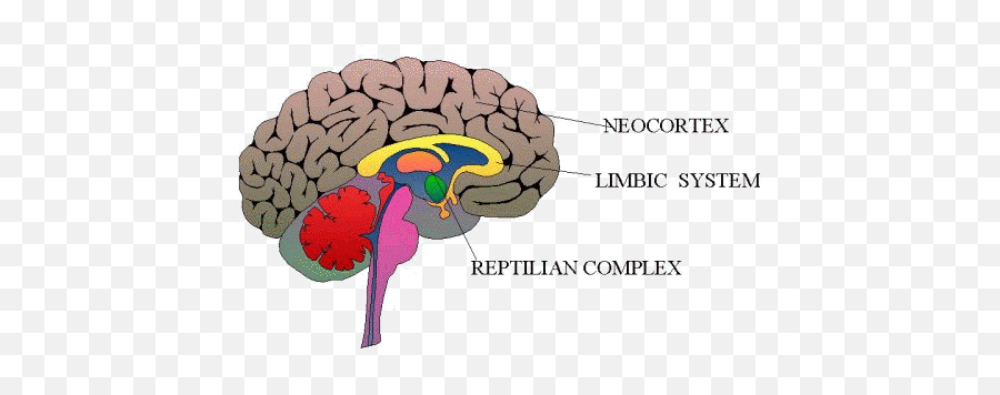 I Have A Theory - Neocortex Brain Emoji,Amygdala Emotions