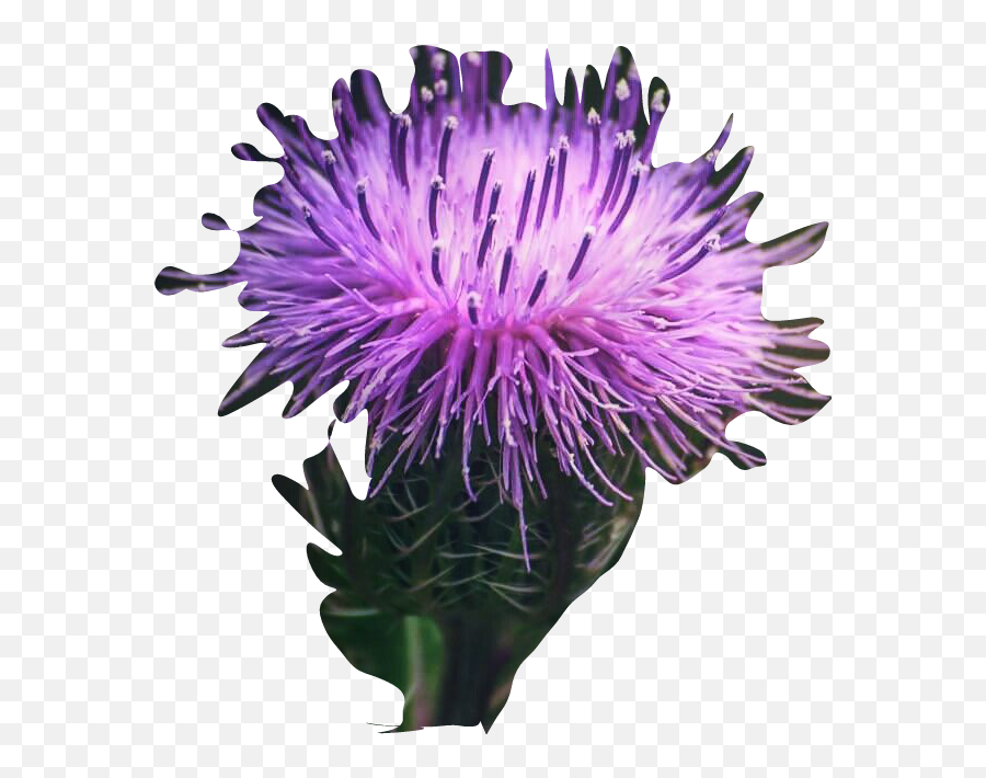 The Most Edited - Milk Thistle Emoji,Thistle Emoji