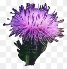 The Most Edited - Milk Thistle Emoji,Thistle Emoji