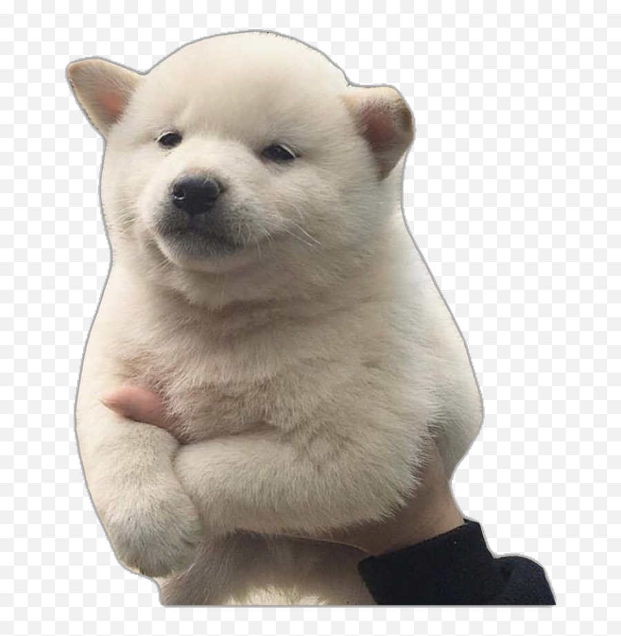 Pup Puppy Cute White Fluffy Dog Doggy Emoji,White Fluffy Dog Emojis