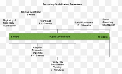 The Super Socialization Period - Understanding Puppy Horizontal Emoji,Husky Stages Of Emotion