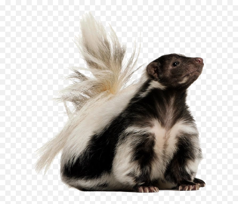 20 Skunk Png Image Collection For Free Download - Skunk Png Transparent Emoji,Skunk Emoji