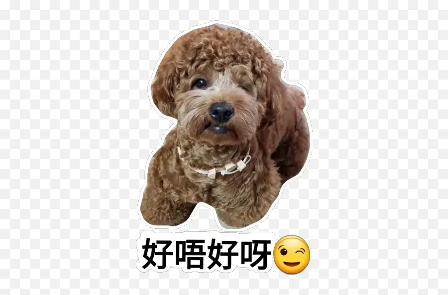 Bb Sticker Pack - Stickers Cloud Emoji,Poodle Emojis