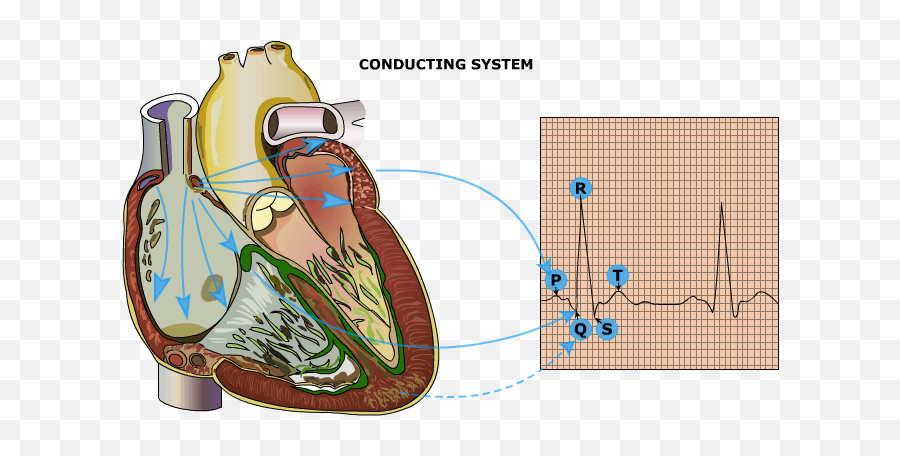 Heart Specialist In Salem Best Cardiologist In Salem Emoji,Heartbeat Emotions Vol.38