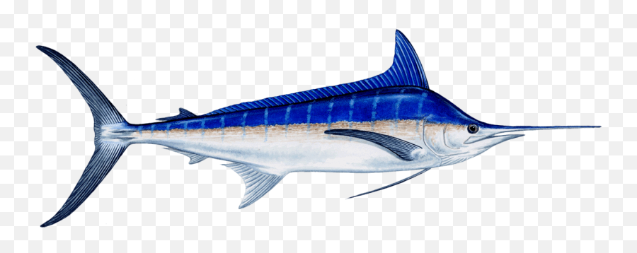 Download Fish Marlin Png Image With No - Fish Products Emoji,Swordfish Emoji