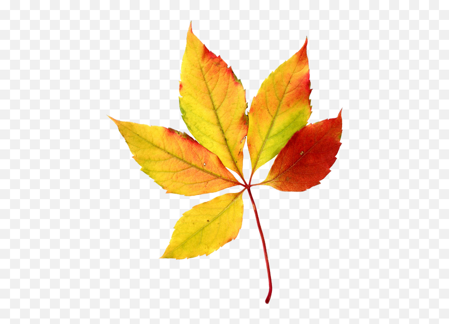 Leaves Watercolor Leaves Fall Leaves - Transparent Fall Leaf Jpg Emoji,Little Yellow Maple Leaf Meaning In Emotions