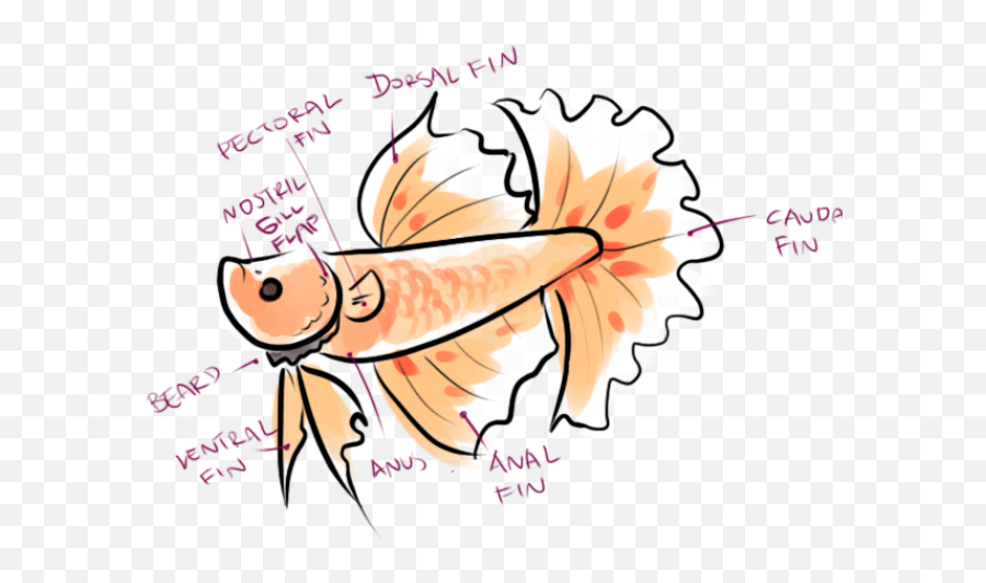 Tropical Fish Clipart Betta Fish - Simple Betta Fish Cartoon Emoji,Fishbowl Emoji Transparent