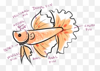 Tropical Fish Clipart Betta Fish - Simple Betta Fish Cartoon Emoji,Fishbowl Emoji Transparent