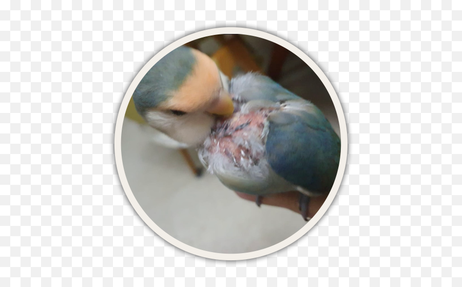 Help For Feather Plucking In Birds Birdsuppliescom - Lovebird Emoji,Emotion Of Collor