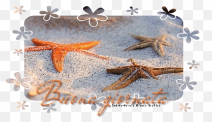 Il Giornale Dellu0027isola Felice Edizione Estiva Numero - Starfish Emoji,Harakiri Emoticon