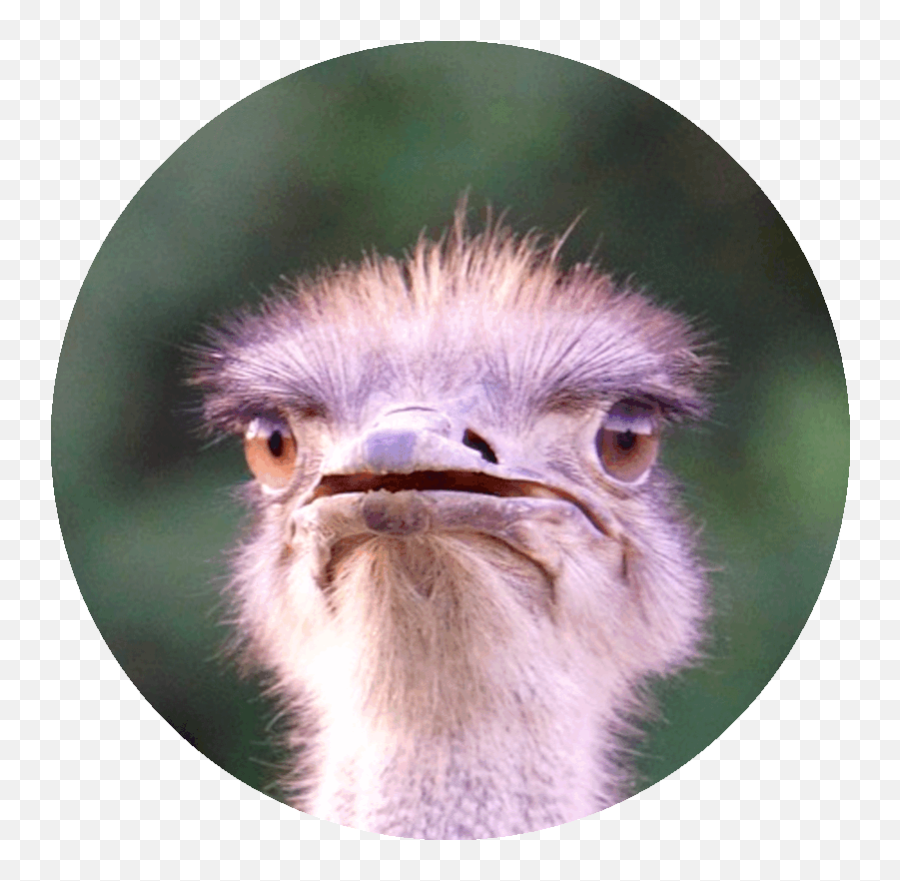 Make Fun Of Life - Animals Common Ostrich Emoji,Chomp Chomp Brown Emoticon Animated Gif