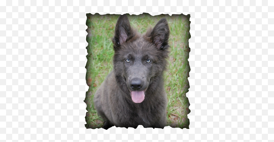 Pin On Doggies - Marco Polo Background Emoji,Gsd German Shepard Emojis