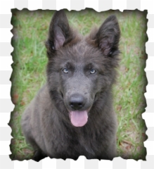 Pin On Doggies - Marco Polo Background Emoji,Gsd German Shepard Emojis