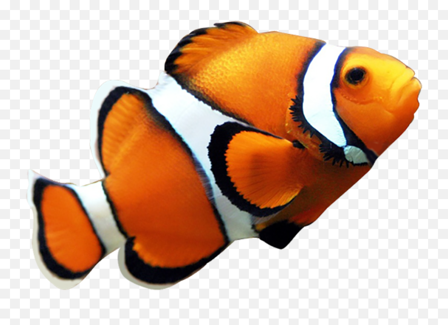 Clown Fish Png Transparent Images - Clipart Realistic Fish Emoji,Clowfish Emoji