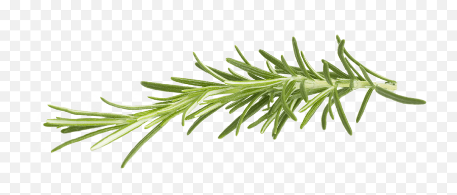 Rosemary Png Hd Transparent Background Image - Lifepng Rosemary Png Emoji,Plant Emoji No Background