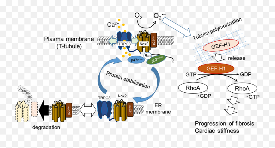 Nipsresearch - Trpc6 Fibrosis Emoji,Emotion Regulation Feedforward Pathway Nipsresearch - Trpc6 Fibrosis Emoji,Emotion Regulation Feedforward Pathway
