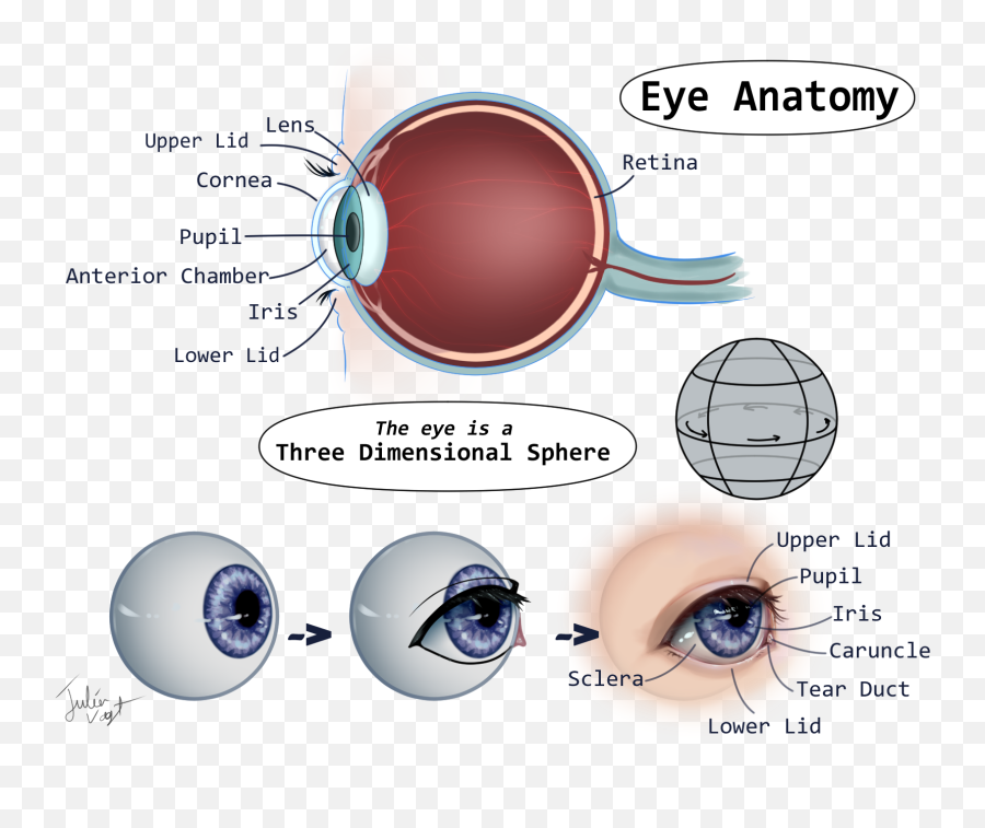 A Helpful Guide To Eyes - Dot Emoji,Anime Eyes Emotions