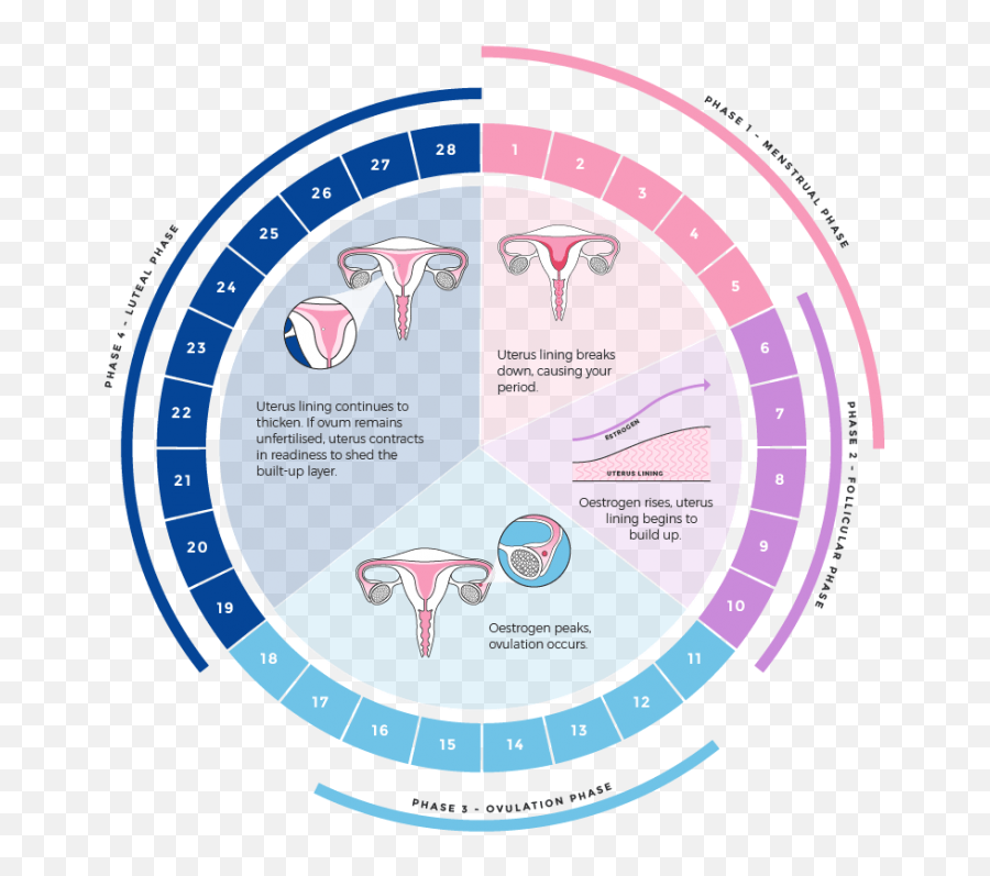 Фертильные дни это простыми словами. Менструальный цикл. Менструальный цикл схема. Цикл после месячных. Месячный цикл у женщин.