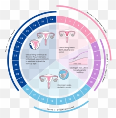 Menstrual Cycle - Fertility Phases Menstrual Cycle Emoji,Menstrual Cycle Emotions