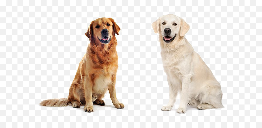 Labrador Retriever Png Download Image - Labrador Png Emoji,Emojis Lab Pups