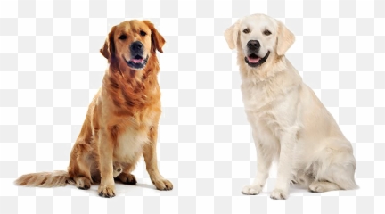 Labrador Retriever Png Download Image - Labrador Png Emoji,Emojis Lab Pups