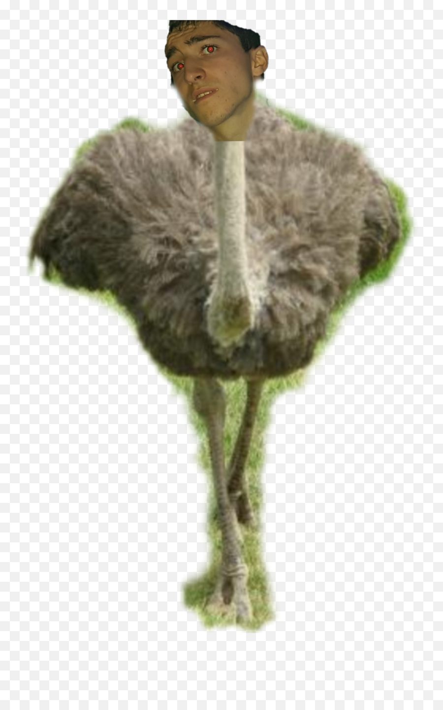 Ostrich Sticker By Oriolgomez8 - Soft Emoji,Ostrich Emoji