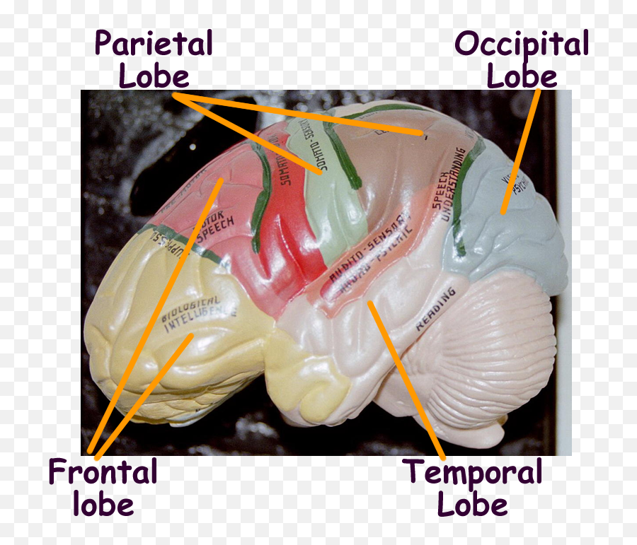 Biology 2404 Au0026p Basics Emoji,The Limbic System Structure That Is Especially Involved In Emotion Is The