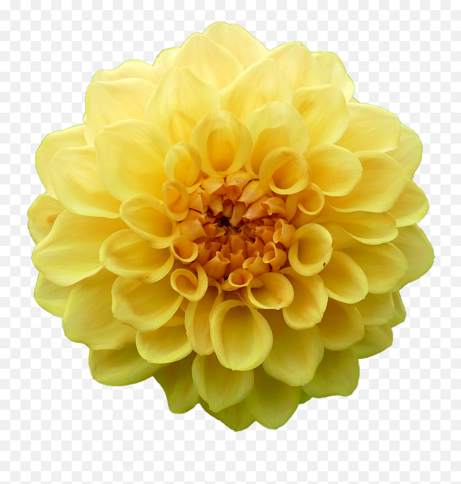 Dahlia Flower Yellow - Free Photo On Pixabay Emoji,Daffodil Emoticon Facebook