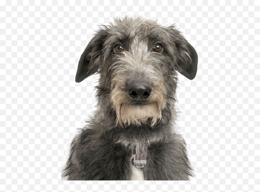 Scottish Deerhound Scottish Deerhound - Scottish Deerhound Puppy Emoji,Scottish Flag Emoji